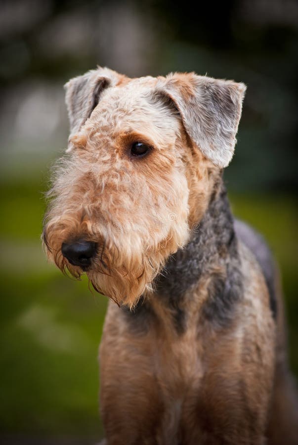 Verticale mignonne de chien terrier d'Airedale photos stock Verticale mignonne de chien terrier d'Airedale photos stock