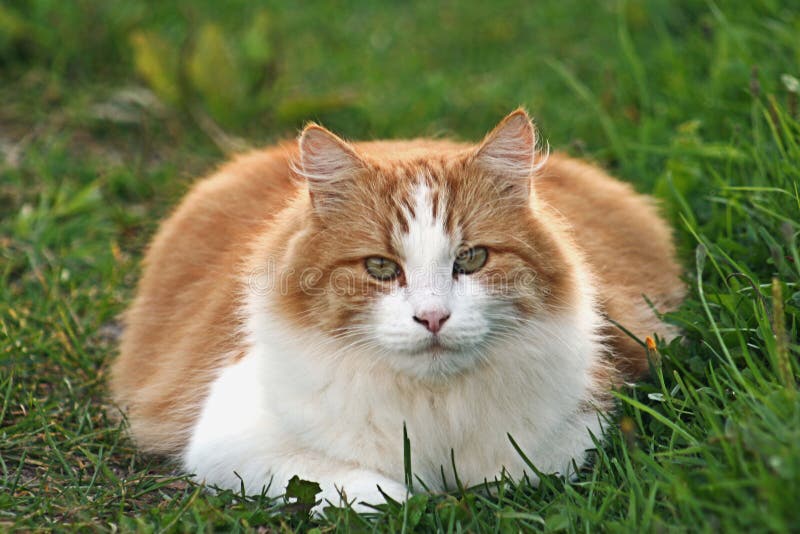 Verticale orange de chats images libres de droits Verticale orange de chats images libres de droits
