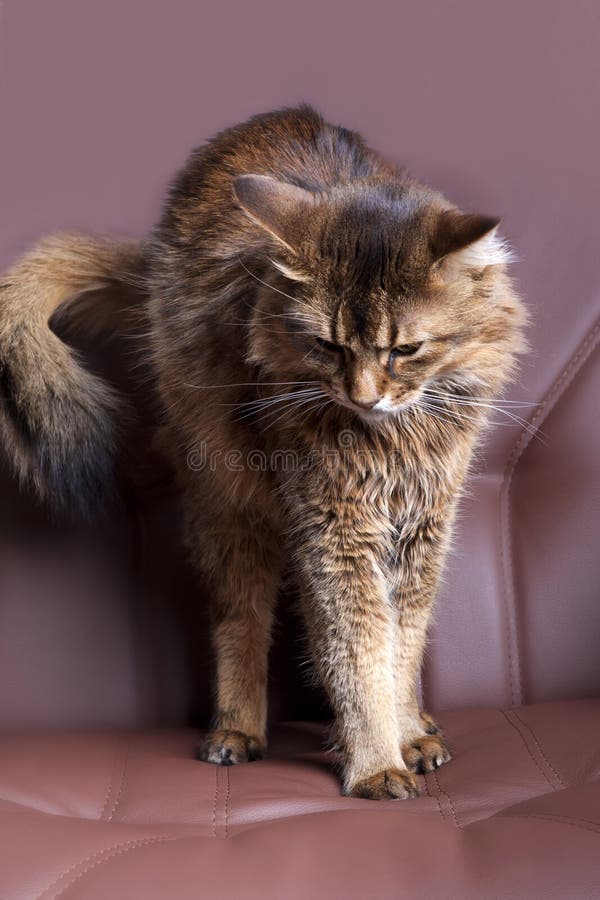 Verticale somalie de chat photo libre de droits Verticale somalie de chat photo libre de droits