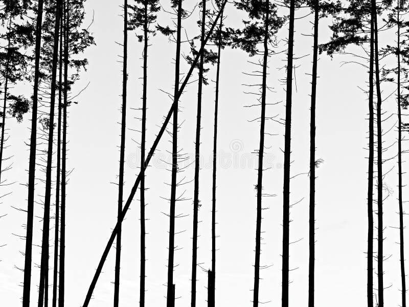 Riga da alto un adulto abete rosso alberi.