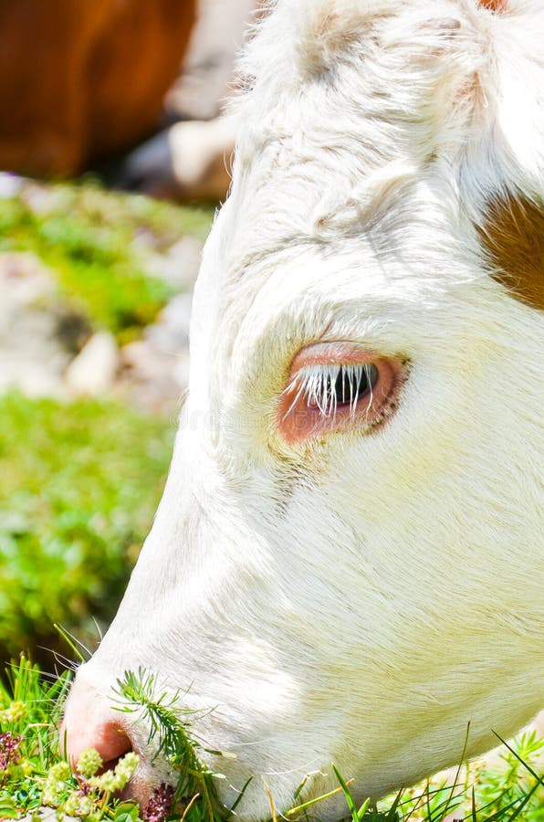 Vertikal bild av det bruna vita kohuvudet som äter gräs Fotograferat utomhus- alpin ko djurlantg?rdliggande sommar f?r m?nga shee royaltyfria bilder Vertikal bild av det bruna vita kohuvudet som äter gräs Fotograferat utomhus- alpin ko djurlantg?rdliggande sommar f?r m?nga shee royaltyfria bilder