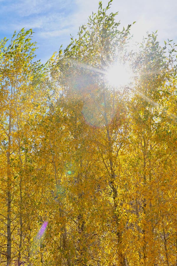 Vertikal goldener Bäume, die im Herbst von den warmen Sonnenstrahlen erhellt werden lizenzfreies stockbild