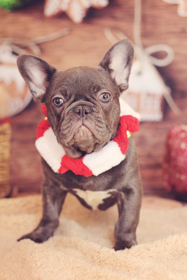 Vertikal jul för fransk bulldogg fotografering för bildbyråer Vertikal jul för fransk bulldogg fotografering för bildbyråer