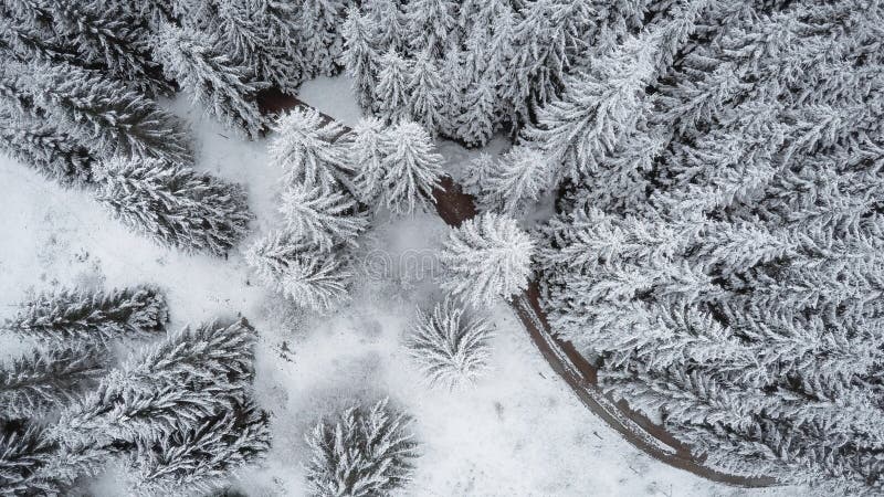 Vertikal sikt av de dolda granarna för snö royaltyfri fotografi Vertikal sikt av de dolda granarna för snö royaltyfri fotografi