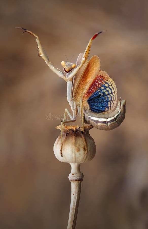 Vertikale Nahaufnahme von Iris oratoria, auch bekannt als Mittelmeer-Gottesanbeterin oder Iris-Gottesanbeterin lizenzfreie stockfotos