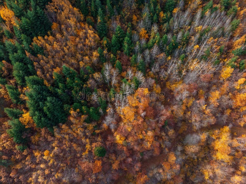 Vertikale von der Luftansicht des Herbstwaldes stockbilder Vertikale von der Luftansicht des Herbstwaldes stockbilder