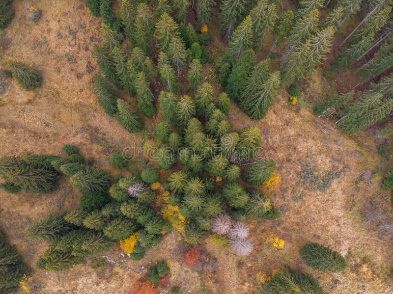 Vertikale von der Luftansicht des Herbstwaldes lizenzfreie stockfotos Vertikale von der Luftansicht des Herbstwaldes lizenzfreie stockfotos