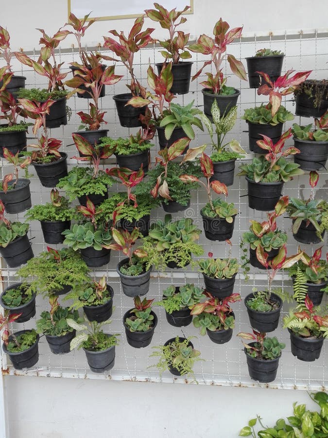 Vertikaler Garten Stockfoto Bild Von Zaun Zeile Fussboden 91972166