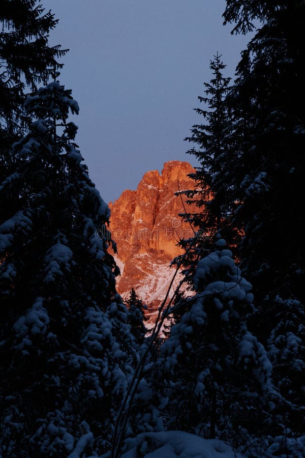 Vertikaler Schuss von hohen schneebedeckten Bäumen und Rocky Mountains im Abstand mit klarem Himmel stockfotos Vertikaler Schuss von hohen schneebedeckten Bäumen und Rocky Mountains im Abstand mit klarem Himmel stockfotos