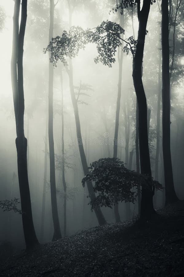 Vertikales Foto des dunklen Waldes mit Nebel auf Halloween lizenzfreies stockfoto