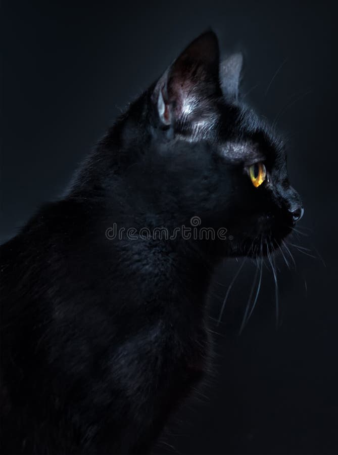Vertikales Portrait der schwarze Katze mit den gelben Augen isoliert auf schwarzen Hintergrund Katzentag Schwarze Katze in Hallow stockfotografie