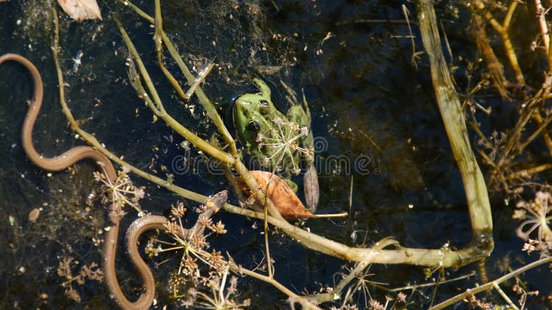 Vertikales Video: die Schlange jagt nach einem Frosch unter den Algen im Fluss