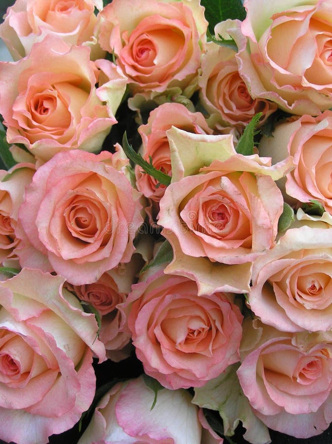 Vertoning van multicolored rozen
