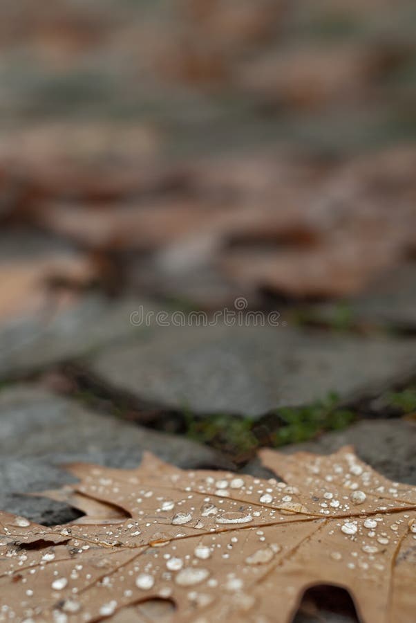 A leave dropped photographed in a winter day.The leave is dry autumn foliage. A leave dropped photographed in a winter day.The leave is dry autumn foliage.