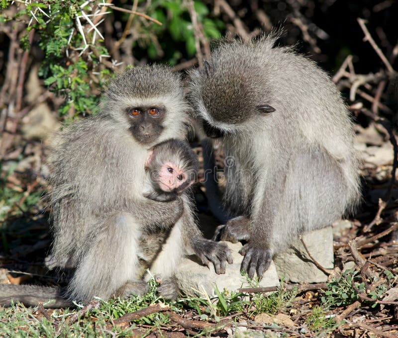 Vervet Monkeys stock image. Image of bush, kruger, aethiops - 22172323