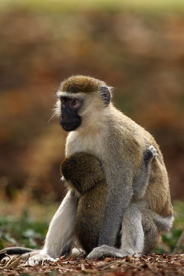 Vervet monkey with baby royalty free stock image Vervet monkey with baby royalty free stock image