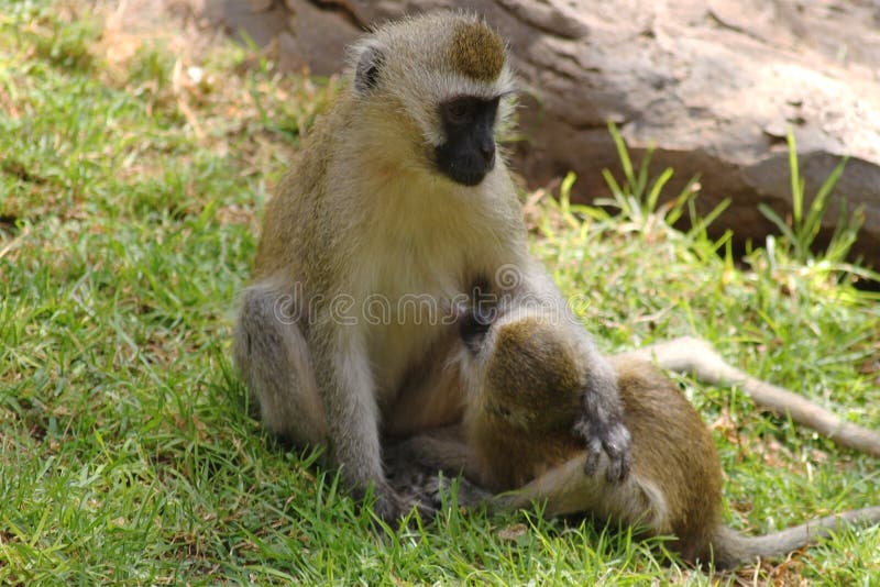 Vervet Monkey Breastfeeding Her Child - Safary Kenya