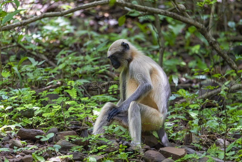 The vervet monkey in bush in the dark tropical forest in the Sanjay Gandhi National Park Mumbai Maharashtra India.