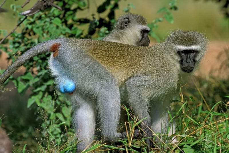 Vervet Monkey, Cercopithecus Aethiops, Pair Standing on Branch, Kruger