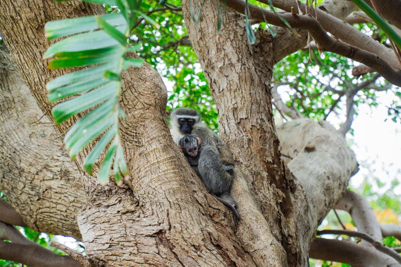 Vervet monkey with her baby stock image Vervet monkey with her baby stock image