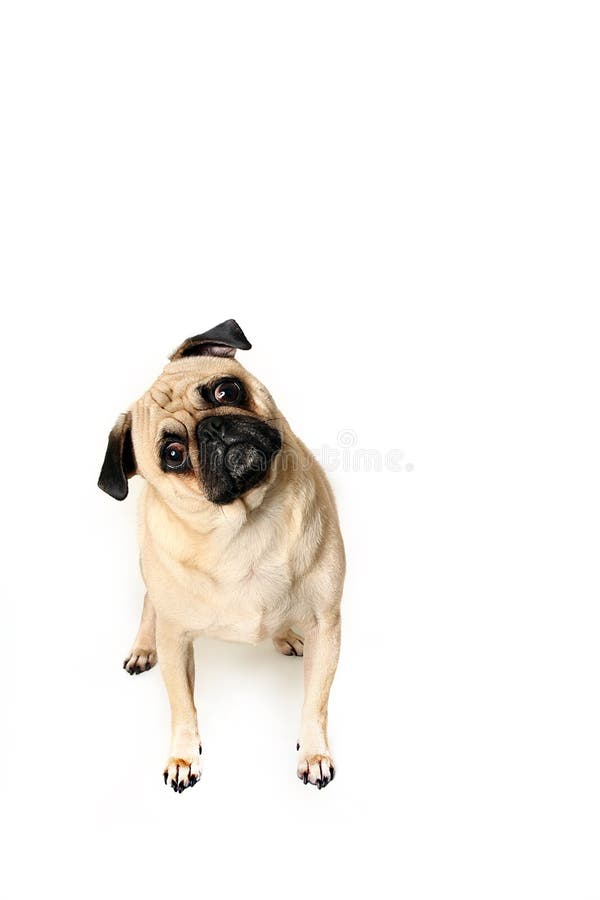 Confused looking Pug staring at the camera. Confused looking Pug staring at the camera.