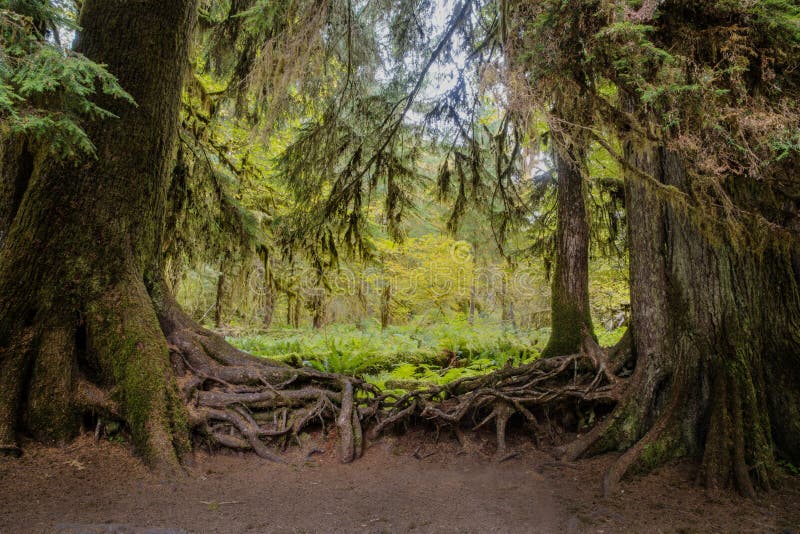 Verwarde wortels van bomen in Hoh Rain Forest, Olympisch Nationaal Park stock foto Verwarde wortels van bomen in Hoh Rain Forest, Olympisch Nationaal Park stock foto