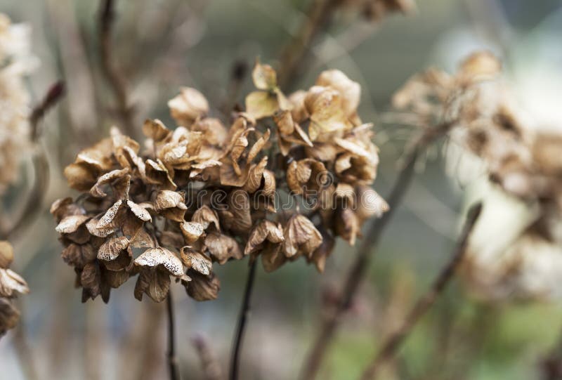 Verwelkte Blumen der Hortensie stockfotografie Verwelkte Blumen der Hortensie stockfotografie