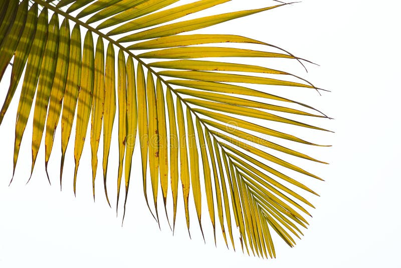 Verwelkte Blätter der Palme stockfotos Verwelkte Blätter der Palme stockfotos