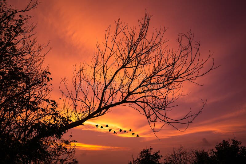 Verwelkter Baum mit Abendrot lizenzfreie stockbilder Verwelkter Baum mit Abendrot lizenzfreie stockbilder