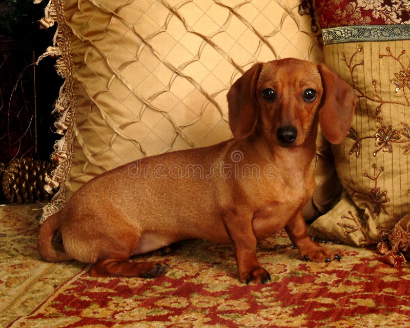 Dachshund sitting on tapestry rug with elegant pillows. Dachshund sitting on tapestry rug with elegant pillows