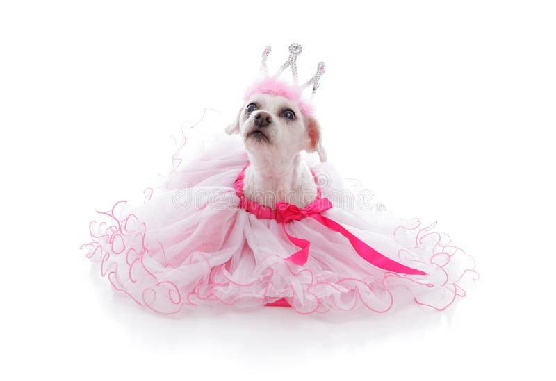 Pampered pet dog wearing a princess tiara and pretty soft pink frilled tulle dress with pink ribbon. Looking up with anticipation. White background. Pampered pet dog wearing a princess tiara and pretty soft pink frilled tulle dress with pink ribbon. Looking up with anticipation. White background