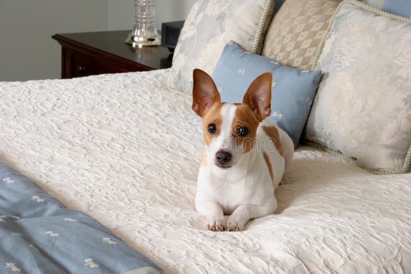 A small terrier resting on a bed almost looks like a stuffed animal. A small terrier resting on a bed almost looks like a stuffed animal.