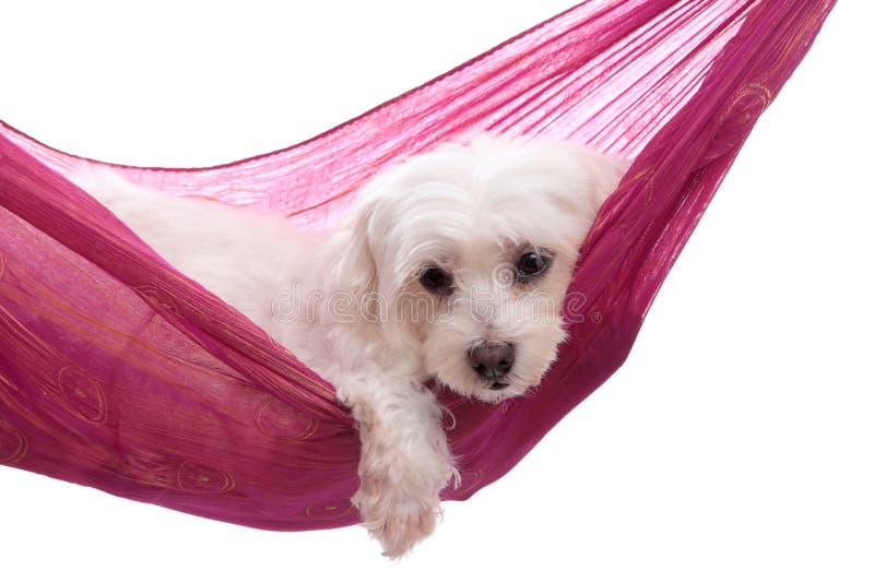 Pampered puppy dog relaxes in a pretty pink purple gold hammock. Pampered puppy dog relaxes in a pretty pink purple gold hammock