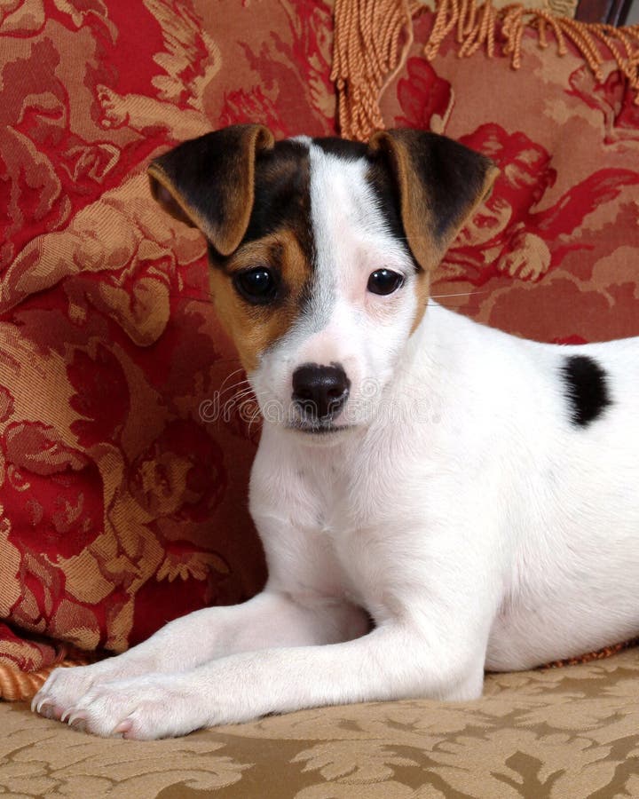 Closeup of cute jack russell terrier puppy sitting with red pillows. Closeup of cute jack russell terrier puppy sitting with red pillows