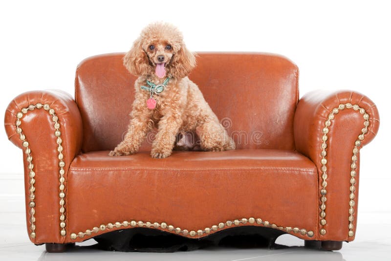 Pampered toy poodle sitting on a little brown leather couch shot on a white background. Pampered toy poodle sitting on a little brown leather couch shot on a white background