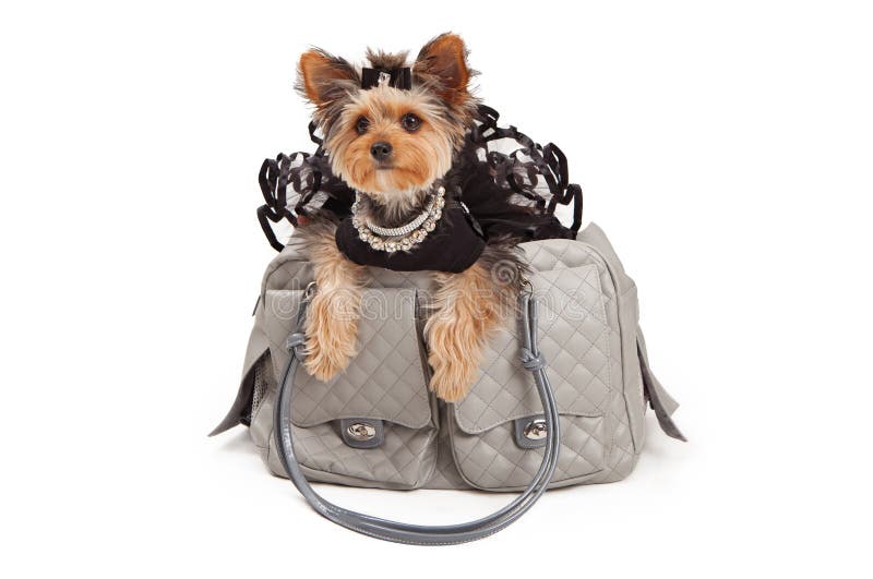 A spoiled Yorkshire Terrier Dog wearing a black tutu and rhinestone necklaces that is sitting in a gray luxury travel carrier. against a white backdrop. A spoiled Yorkshire Terrier Dog wearing a black tutu and rhinestone necklaces that is sitting in a gray luxury travel carrier. against a white backdrop