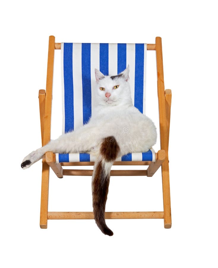 Cute pampered family cat relaxing in comfort on a deckchair isolated on white, fun image conceptual of a summer vacation. Cute pampered family cat relaxing in comfort on a deckchair isolated on white, fun image conceptual of a summer vacation.