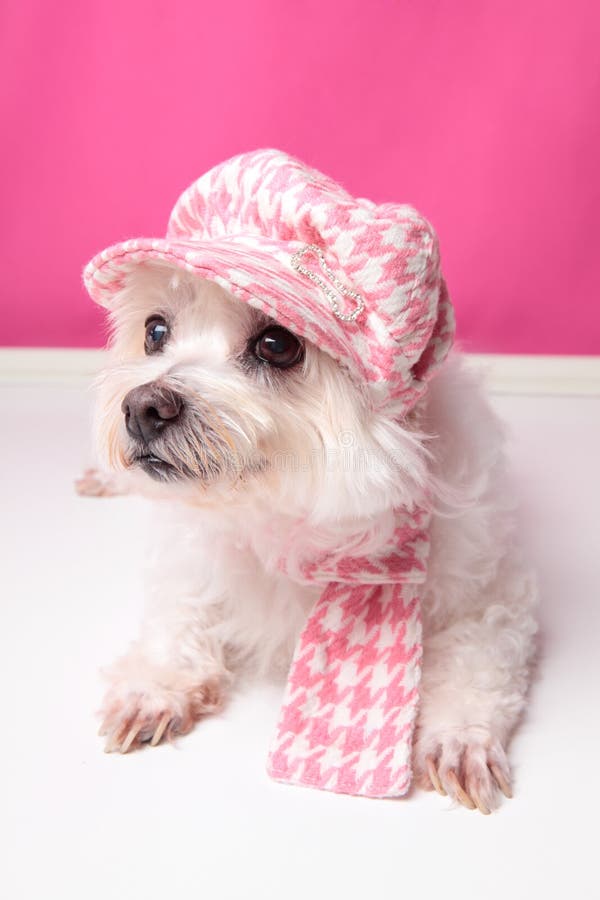 A pampered pooch wearing pink houndstooth cap and matching scarf. A pampered pooch wearing pink houndstooth cap and matching scarf.