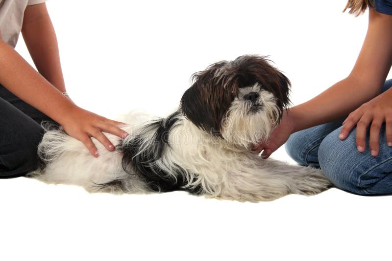 Pampered lhasa apso puppy being pet by children. Pampered lhasa apso puppy being pet by children