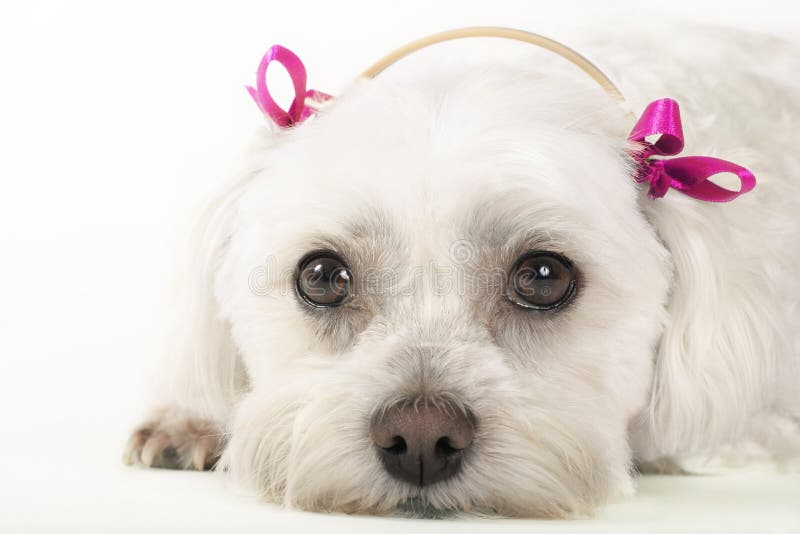 Maltese dog with pink ribbons. Maltese dog with pink ribbons