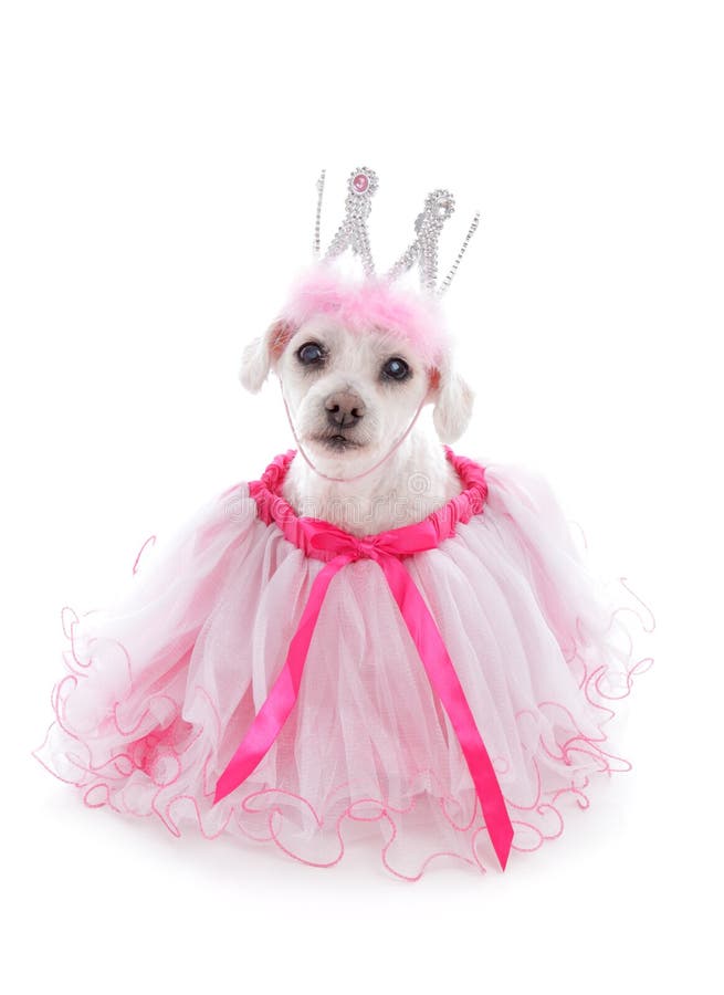 Pampered princess pooch wearing a pale pink tulle dress and bejewelled crown. Party, halloween, etc. White background. Pampered princess pooch wearing a pale pink tulle dress and bejewelled crown. Party, halloween, etc. White background.