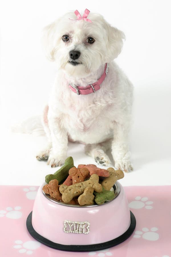 White maltese terrier with pink collar and ribbon sits in front of a pink dog bowl filled with doggie bone-shaped biscuits. White maltese terrier with pink collar and ribbon sits in front of a pink dog bowl filled with doggie bone-shaped biscuits
