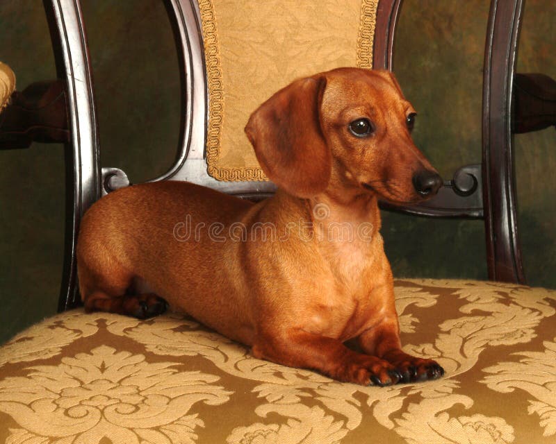 Dachshund sitting on an antique chair. Dachshund sitting on an antique chair