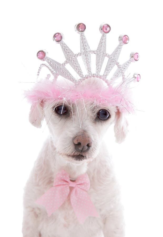 Little Princess. A small white clipped maltese terrier, a very pampered pet dog wearing a tiara and pink and white spotted ribbon bow. Little Princess. A small white clipped maltese terrier, a very pampered pet dog wearing a tiara and pink and white spotted ribbon bow.