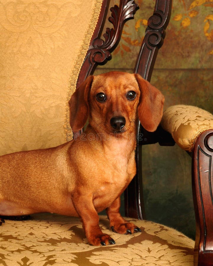 Dachshund sitting on an antique chair. Dachshund sitting on an antique chair