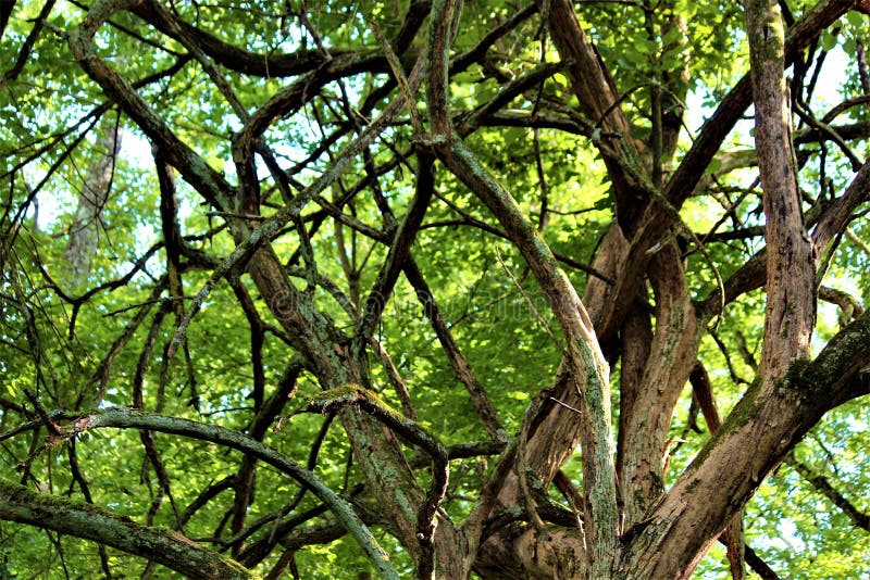 Verwirrter Baum lizenzfreies stockfoto Verwirrter Baum lizenzfreies stockfoto