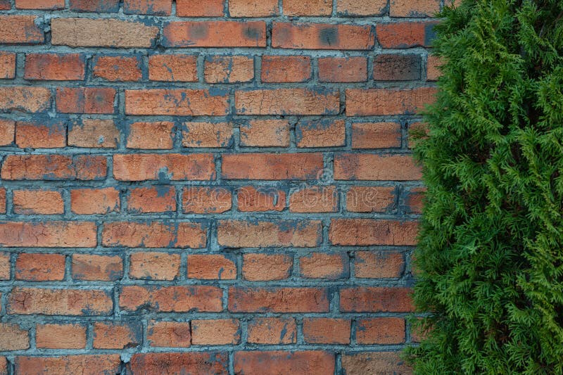 Verwitterte Ziegelwand mit rustikaler Textur mit Thuja-Grünkontrasten stockbild