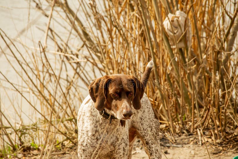 A very active dog. Deutsch Kurzhaar German Short-haired Pointing Dog. Kurzhaar is a slender and even lean dog. Colors of several large uneven spots scattered on the back, legs and stomach