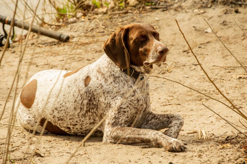 A very active dog. Deutsch Kurzhaar German Short-haired Pointing Dog. Kurzhaar is a slender and even lean dog. Colors of several large uneven spots scattered on the back, legs and stomach