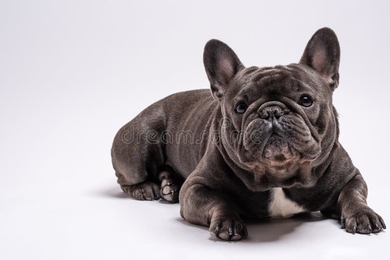 french bulldog kid friendly